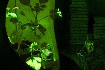 Glowing nanobionic watercress plants illuminate the Plant Properties Reading Room. (Image: KVA Matx and Strano Research Group)