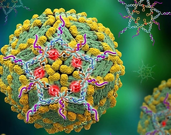Codex International - Structurally designed DNA star creates ultra-sensitive test for dengue virus.