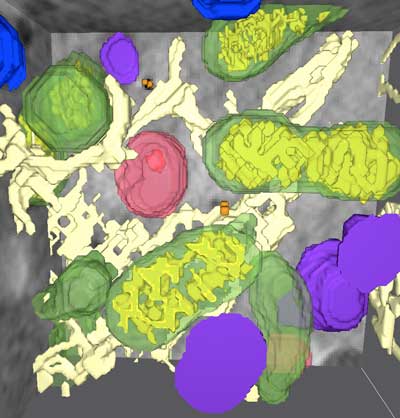 3D architecture of the cell - Codex International