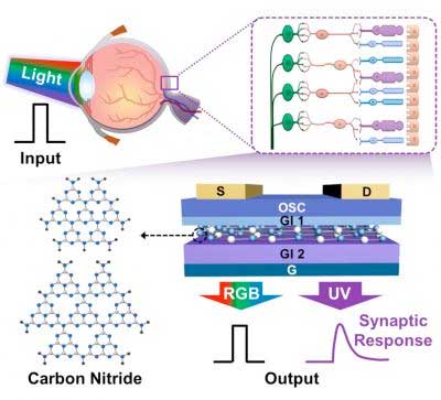 Comparison between a biological retina and an artificial photo-sensitive neuromorphic device - Codex International.