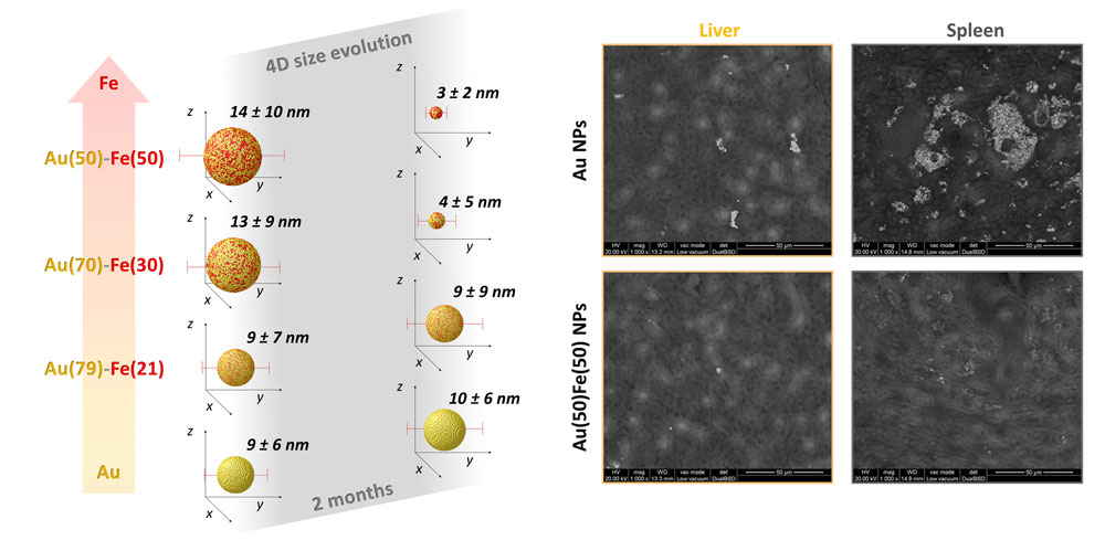 Sketch of the 4D behavior measured for Au-Fe alloys