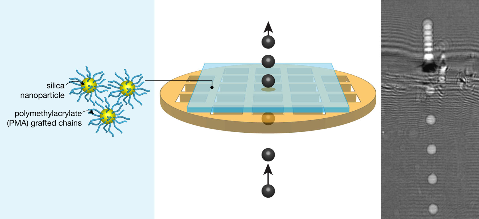 Nanoparticle - COdex-international