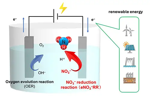 catalytic activity + Codex International